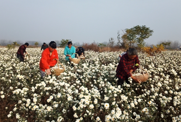 圖為管李村雛菊種植基地.JPG